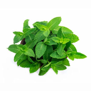Mentha spicata/ புதினா - (1 கட்டு-200 grms)